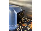 Adopt DC a All Black Domestic Shorthair / Domestic Shorthair / Mixed cat in