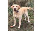 Adopt Milo a Tan/Yellow/Fawn Labrador Retriever / Mixed dog in Chester Springs