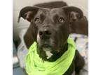 Adopt Duchess a Black Mixed Breed (Medium) / Mixed dog in Pensacola
