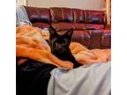 Adopt Voltaire A All Black Domestic Shorthair / Mixed Cat In Pensacola