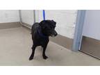 Adopt BRUIN a Black Labrador Retriever / Mixed dog in Fort Lauderdale