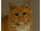 Adopt BEORN a Orange or Red Tabby Domestic Mediumhair / Mixed (medium coat) cat