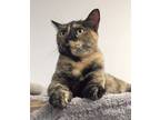 Adopt Miracle a Tortoiseshell Domestic Shorthair (short coat) cat in Virginia