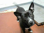 Adopt SPORTI a Black - with White American Pit Bull Terrier / Mixed dog in
