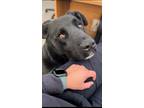 Adopt Blacky a Black - with White Labrador Retriever / Mixed dog in Fallon
