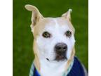 Adopt *CLOUD a Tan/Yellow/Fawn American Pit Bull Terrier / Mixed dog in Las
