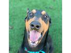 Adopt Oskar a Black Doberman Pinscher / Mixed dog in Sacramento, CA (33665634)