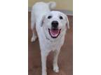 Adopt Roz a White Great Pyrenees / Mixed dog in Pekin, IL (33665695)
