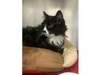Adopt Cannoli a Domestic Longhair / Mixed cat in Kingston, NY (33665575)