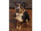 Adopt Cabron a Black - with Tan, Yellow or Fawn German Shepherd Dog / Mixed dog