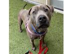 Adopt Sedona a Pit Bull Terrier / Mixed dog in Silverdale, WA (33665537)