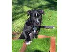 Adopt Rambo a Black - with White American Pit Bull Terrier / Mixed dog in