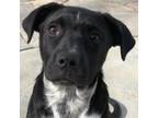 Adopt Rose a Black Mixed Breed (Large) / Mixed dog in Pleasanton, CA (33665319)