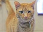 Adopt NACHO a Domestic Mediumhair / Mixed (medium coat) cat in Denver