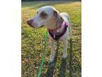 Adopt Chloe a White - with Tan, Yellow or Fawn Labrador Retriever / Mixed dog in