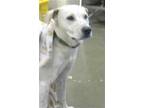 Adopt STAIRWELL a White Labrador Retriever / Mixed dog in Phoenix, AZ (33665367)