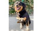 Adopt Cora a Black Australian Shepherd / Mixed dog in Red Bluff, CA (33665289)