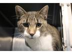 Adopt Hobbs a Brown Tabby Domestic Shorthair (short coat) cat in House Springs