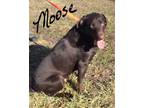 Adopt Moose a Brown/Chocolate Labradoodle / Mixed dog in Lebanon, MO (33665211)