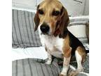 Adopt Zeke a Black Beagle / Mixed dog in Columbus, NC (33057934)
