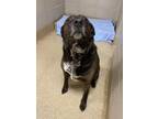 Adopt 2201-1578 Bailey a Black - with White Mixed Breed (Large) / Mixed dog in