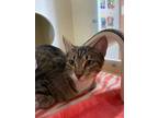 Adopt Cindy Clawford a Brown or Chocolate Domestic Shorthair / Domestic