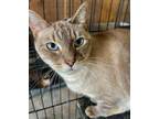 Adopt Makayla a Cream or Ivory Siamese / Domestic Shorthair / Mixed cat in