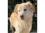 Adopt Abby a Tan/Yellow/Fawn Australian Shepherd / Mixed dog in Red Bluff
