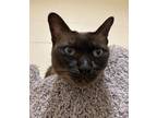 Adopt Luna a Siamese / Mixed cat in Stratham, NH (33665162)