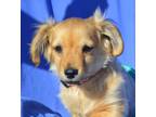 Adopt Holmes a Tan/Yellow/Fawn Dachshund / Mixed Breed (Small) / Mixed dog in