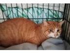 Adopt Gusto-Barn Cat a Orange or Red (Mostly) Domestic Shorthair / Mixed (short