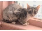 Adopt Twiggy a Calico or Dilute Calico Domestic Shorthair / Mixed (short coat)