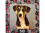 Adopt Sid a Mixed Breed (Medium) / Mixed dog in Littleton, CO (33665005)