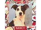 Adopt Nancy a Mixed Breed (Medium) / Mixed dog in Littleton, CO (33665004)