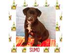 Adopt Sumo a Mixed Breed (Medium) / Mixed dog in Littleton, CO (33665003)