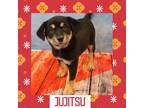 Adopt Jujitsu a Mixed Breed (Medium) / Mixed dog in Littleton, CO (33665002)