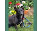 Adopt Judo a Corgi / Labrador Retriever / Mixed dog in Littleton, CO (33665001)