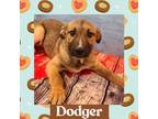 Adopt Dodger a Mixed Breed (Medium) / Mixed dog in Littleton, CO (33664998)