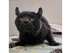 Adopt Cement a Gray or Blue American Curl / Mixed cat in Burton, MI (33664957)