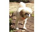 Adopt Nac's Zoie a White - with Tan, Yellow or Fawn Shih Tzu / Mixed dog in