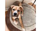 Jose, Pit Bull Terrier For Adoption In Columbia, Missouri