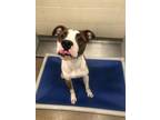 Jump Start, American Pit Bull Terrier For Adoption In Knoxville, Tennessee