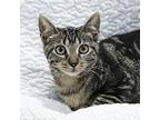 Bubbles, Domestic Shorthair For Adoption In Slidell, Louisiana