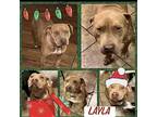 Layla, Pit Bull Terrier For Adoption In El Dorado, Kansas
