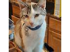 Frank, Domestic Shorthair For Adoption In Somerset, Kentucky