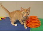 Jack, Domestic Shorthair For Adoption In Somerset, Kentucky