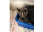 Adopt Cathedrial a Domestic Short Hair