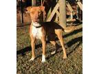 Adopt Wally a Pit Bull Terrier, Mixed Breed