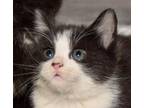 Adopt Wilson, Woody, and Wendy a Domestic Short Hair
