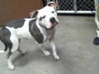 Adopt CAGNEY a Pit Bull Terrier, Mixed Breed